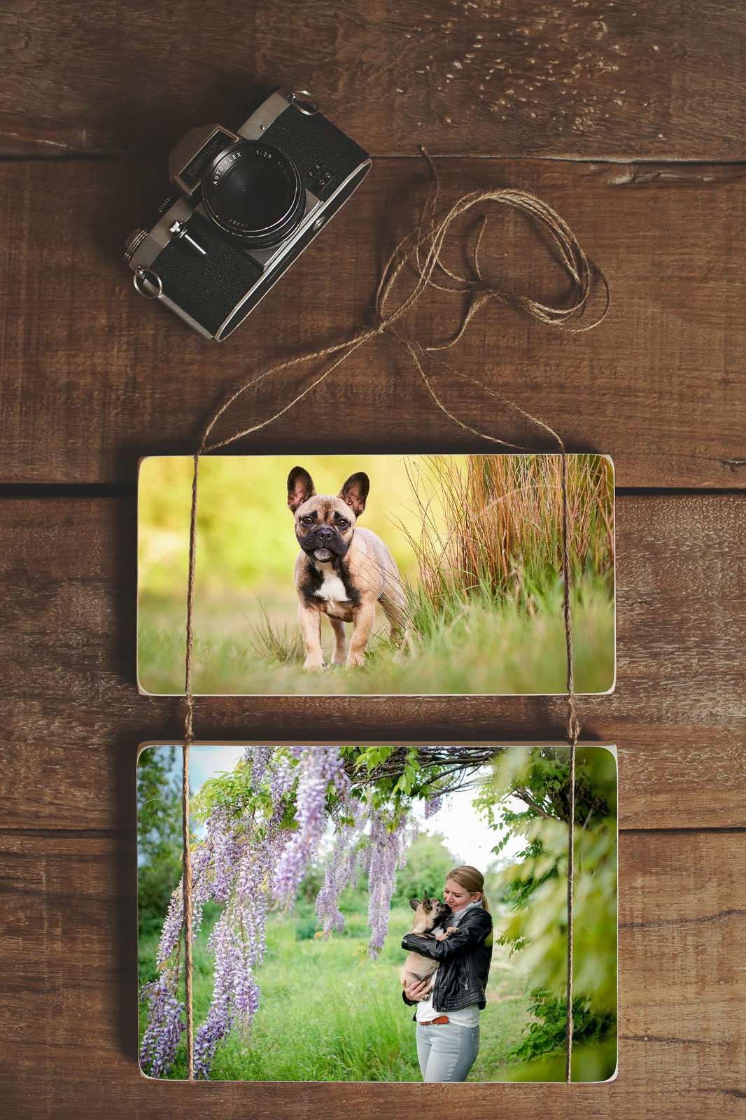 Hundefotografie-Rheinfelden-Baden-Wuerttemberg-Hundefotoshooting-4