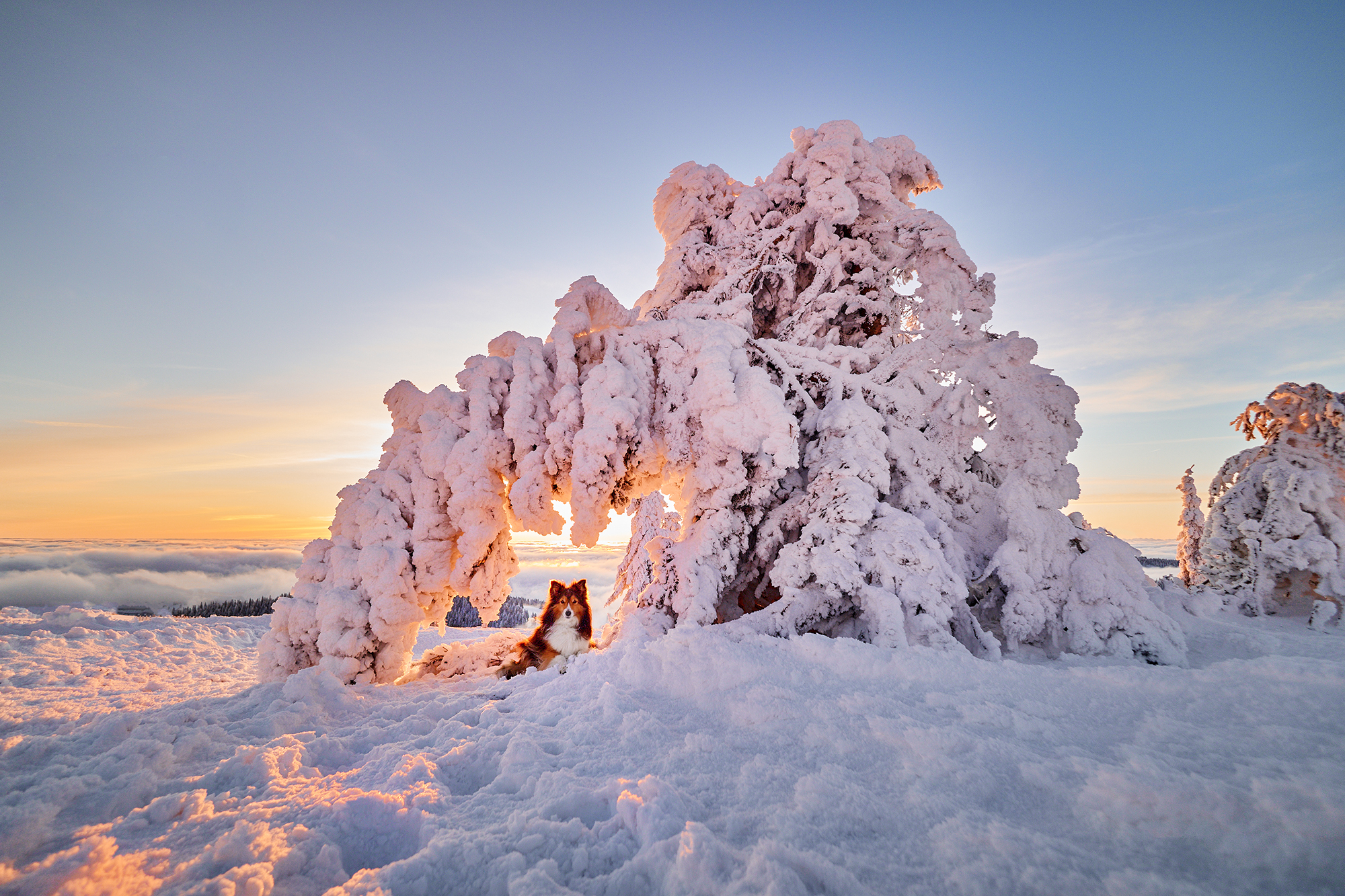 Read more about the article Sonnenaufgangswanderung im Schnee auf den Feldberg im Schwarzwald mit Hund