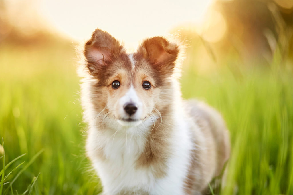 Wie fotografiert man einen Welpen?  • 6 Hundefotografie Tipps für bessere Bilder von quirligen Welpen