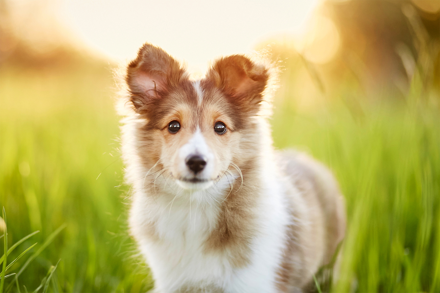 Read more about the article Wie fotografiert man einen Welpen?  • 6 Hundefotografie Tipps für bessere Bilder von quirligen Welpen
