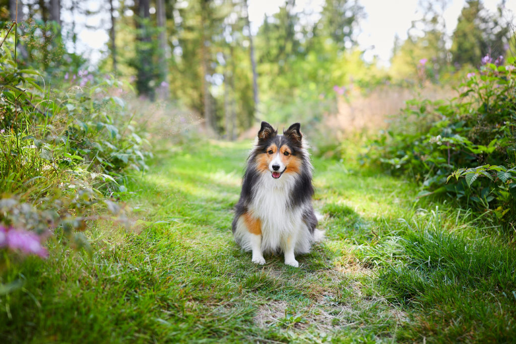 Was ist ein Hunde Fotoshooting? • Hundefotografie Baden-Württemberg