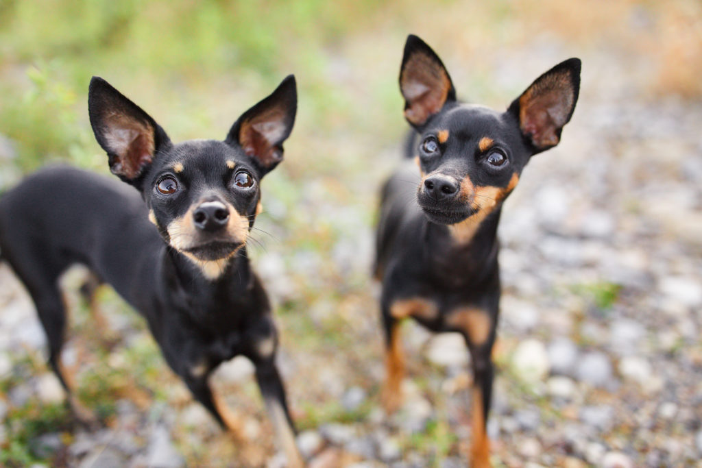 Hunde Fotoshooting mit zwei Zwergrehpinscher in Rheinfelden