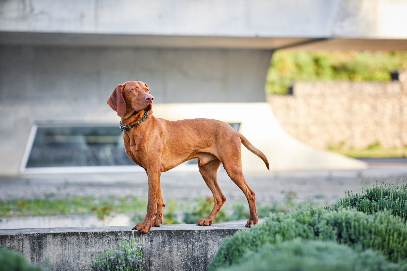 Lörrach Naturahund Organic Dog Store Nachhaltigkeit Hundefotografie Tierfotografie Fotoshooting mit Hund