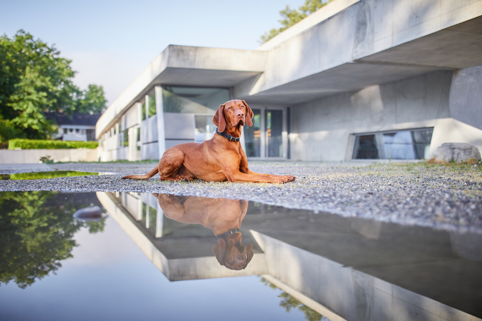 Lörrach Naturahund Organic Dog Store Nachhaltigkeit Hundefotografie Tierfotografie Fotoshooting mit Hund