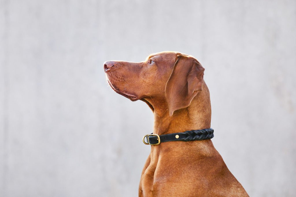 Lörrach Naturahund Organic Dog Store Nachhaltigkeit Hundefotografie Tierfotografie Fotoshooting mit Hund