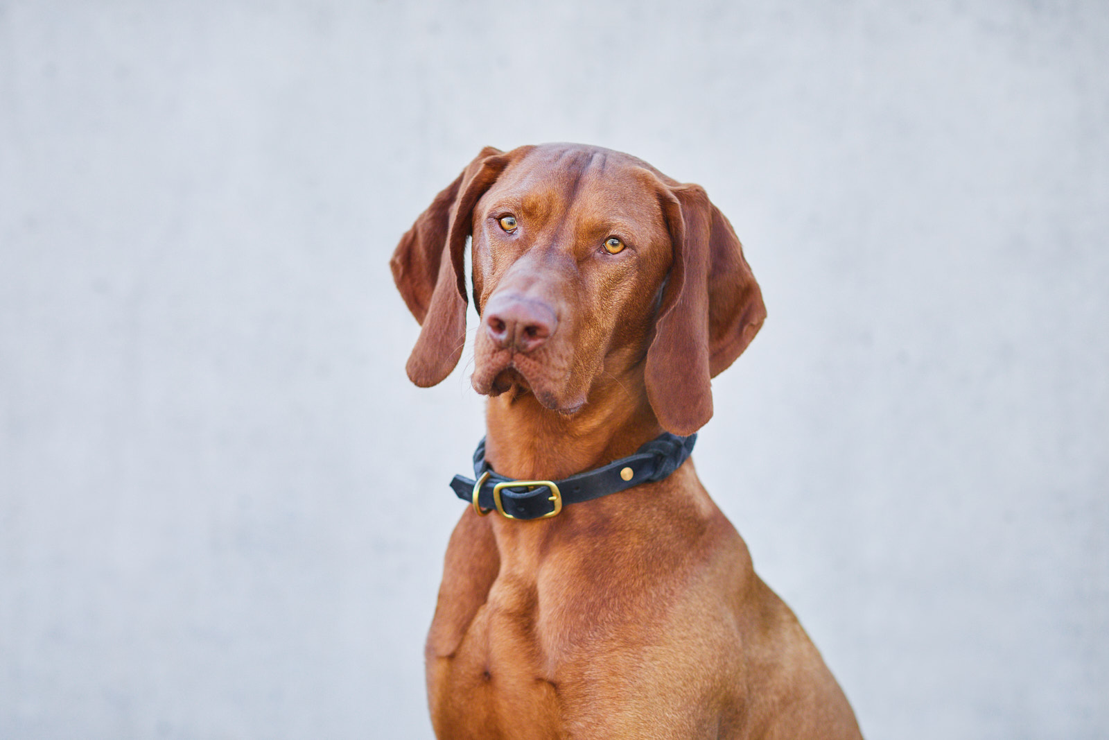 Lörrach Naturahund Organic Dog Store Nachhaltigkeit Hundefotografie Tierfotografie Fotoshooting mit Hund