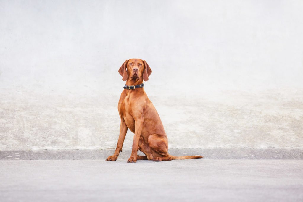 Lörrach Naturahund Organic Dog Store Nachhaltigkeit Hundefotografie Tierfotografie Fotoshooting mit Hund