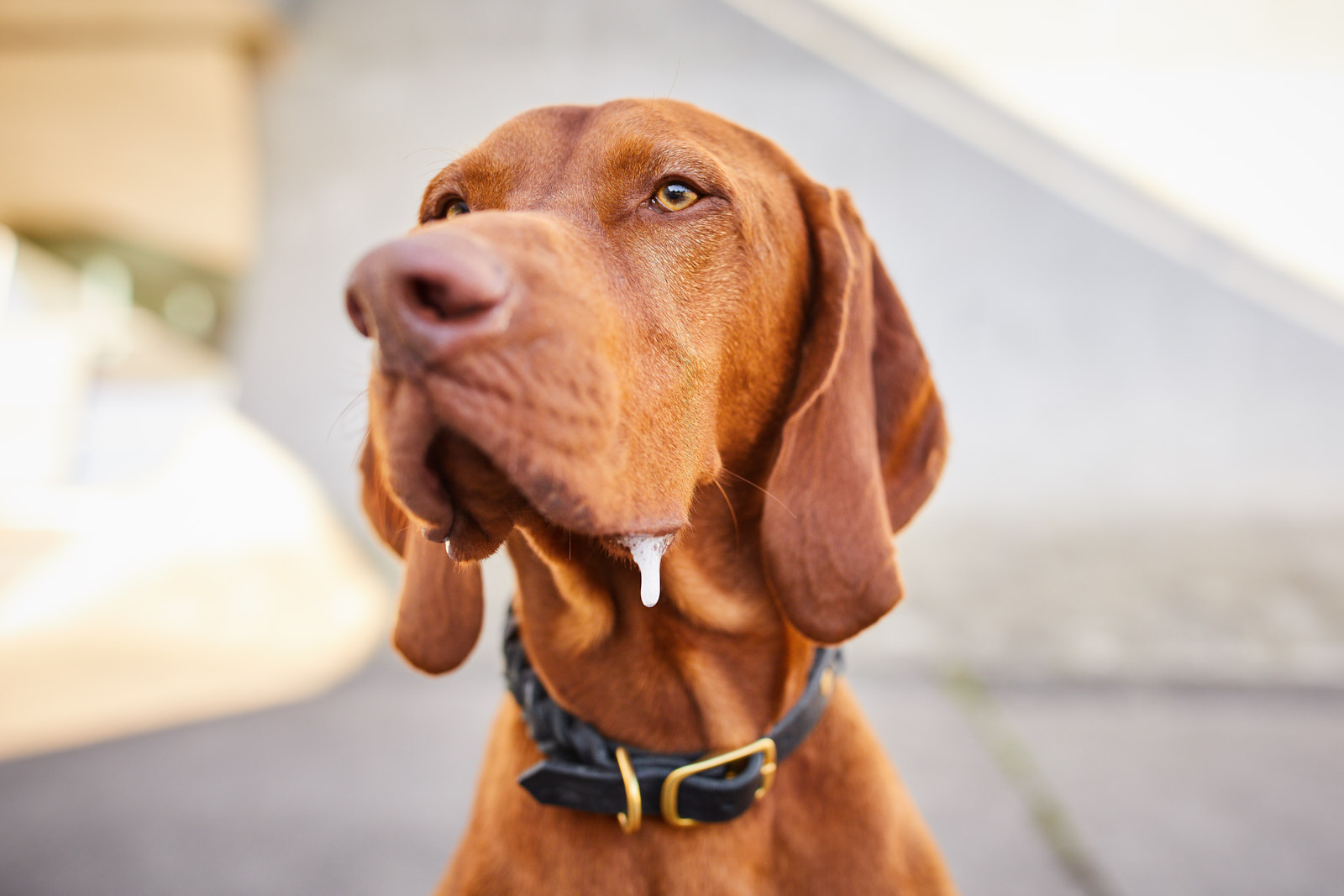 Lörrach Naturahund Organic Dog Store Nachhaltigkeit Hundefotografie Tierfotografie Fotoshooting mit Hund