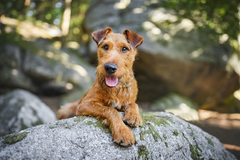 Hundefotografie Tierfotografie Fotoshooting mit Hund Bad Säckingen Bergsee Irish Terrier Schwarzwald