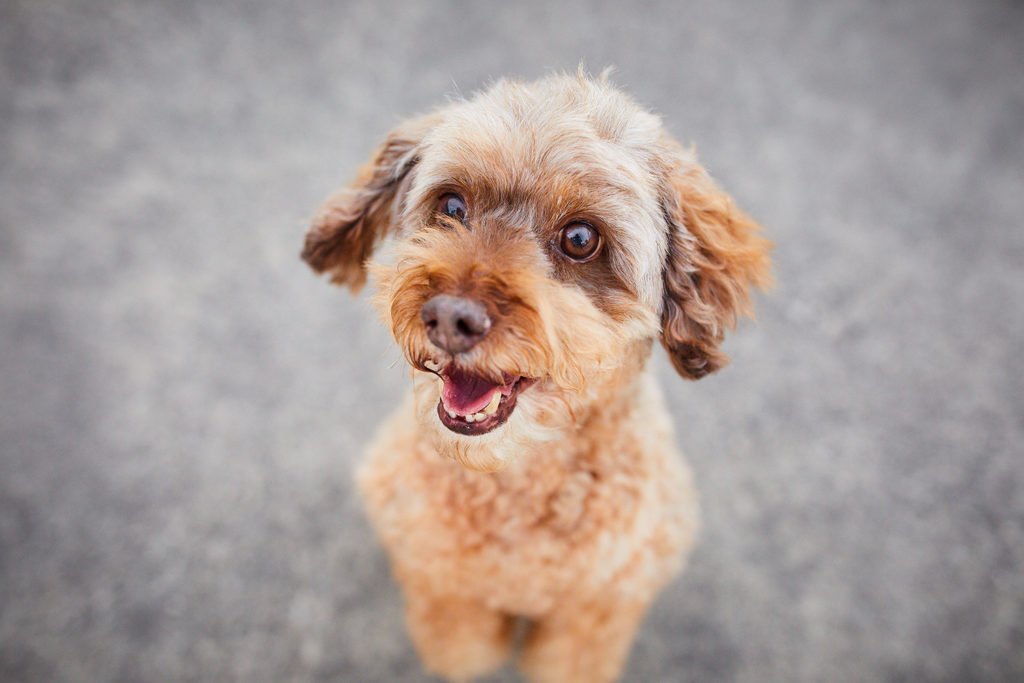 Raphaela Schiller Hundefotografie Tierfotografie Fotoshooting Hund Baden Württemberg Schweiz Lörrach Freiburg Basel Zürich Pudel