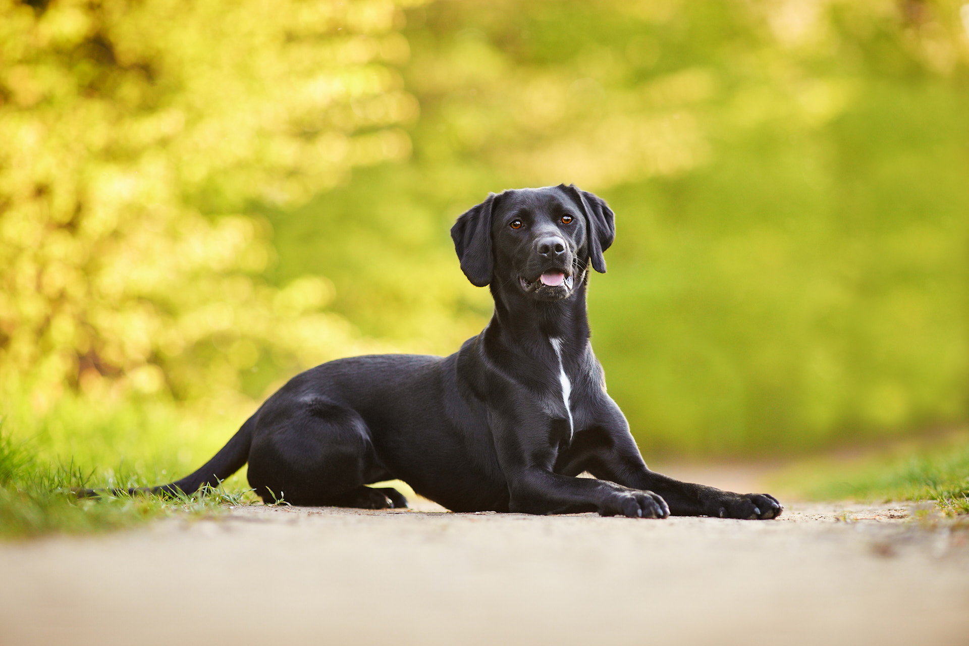 Read more about the article Hunde Fotoshooting mit Labrador Maya in Grenzach-Wyhlen