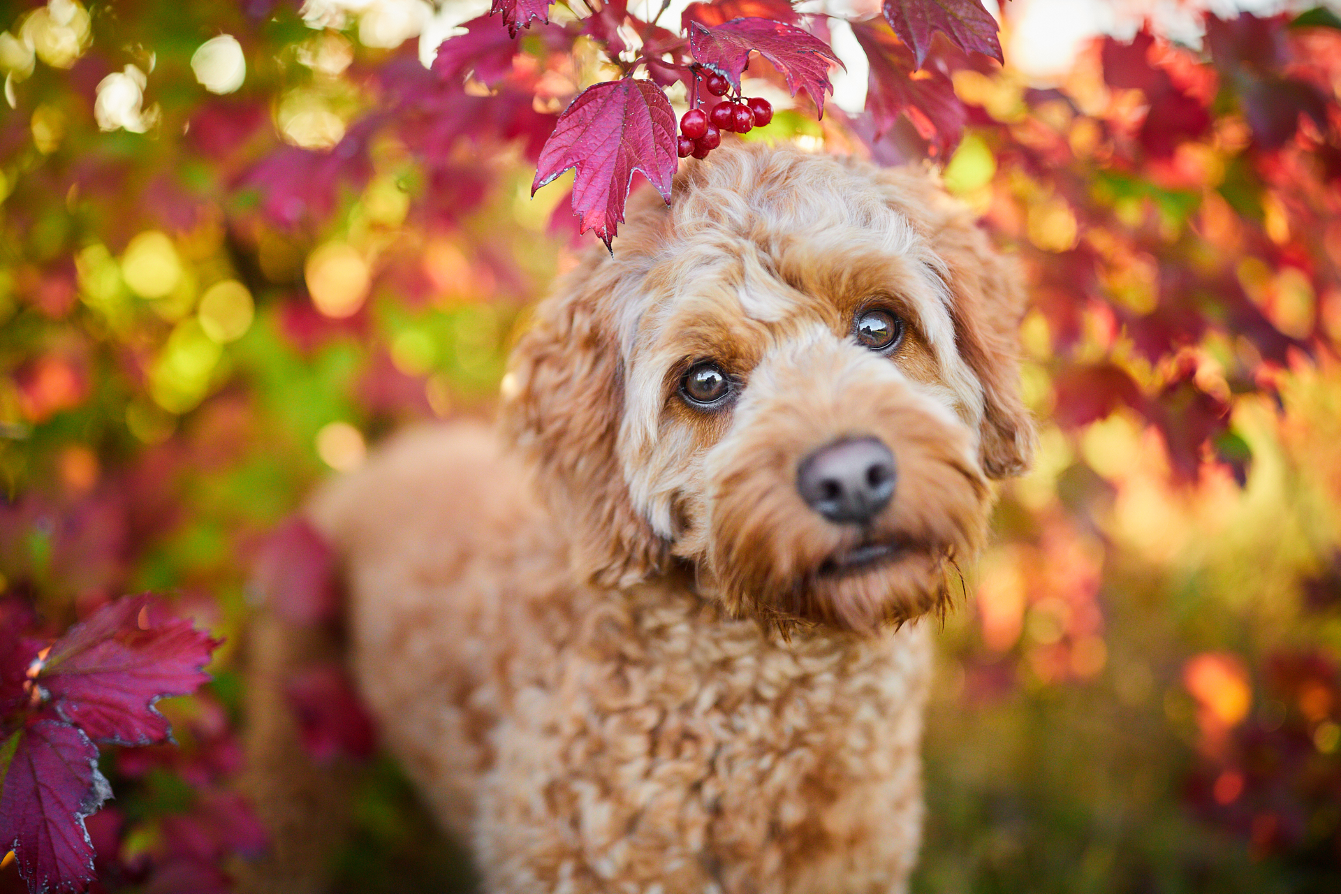 Read more about the article Hunde Fotoshooting mit Cavoodle Wally in Rheinfelden (Baden)