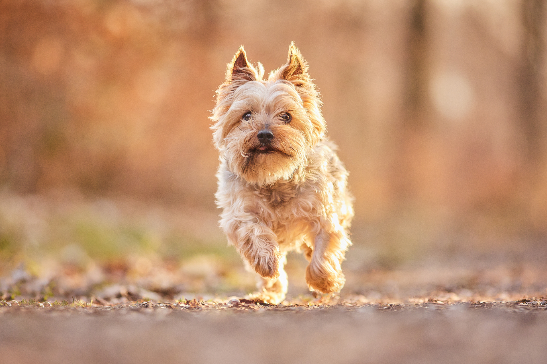 Read more about the article Wenn die gemeinsame Zeit zu kurz ist • Hunde Fotoshooting mit Yorkshire Terrier Senioren Mandy und Timmy in Rheinfelden (Baden)