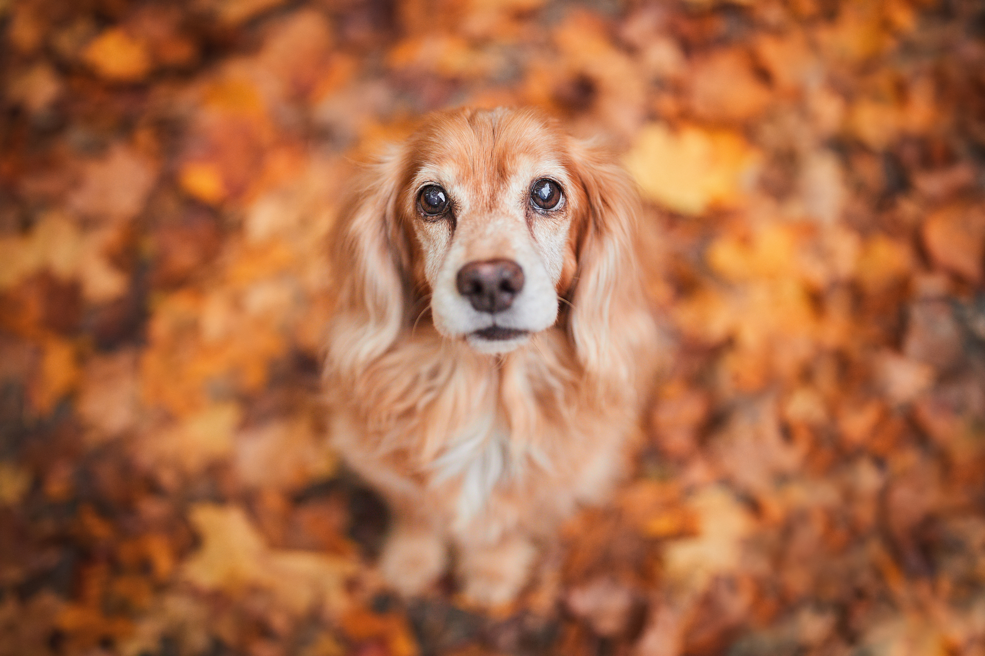 Read more about the article Der ideale Zeitpunkt für dein Hunde Fotoshooting – die verschiedenen Jahreszeiten im Überblick