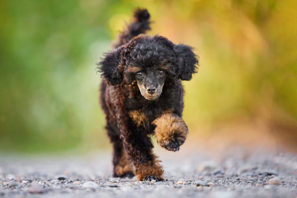 Wie fotografiert man einen schwarzen Hund? 5 Hundefotografie Tipps