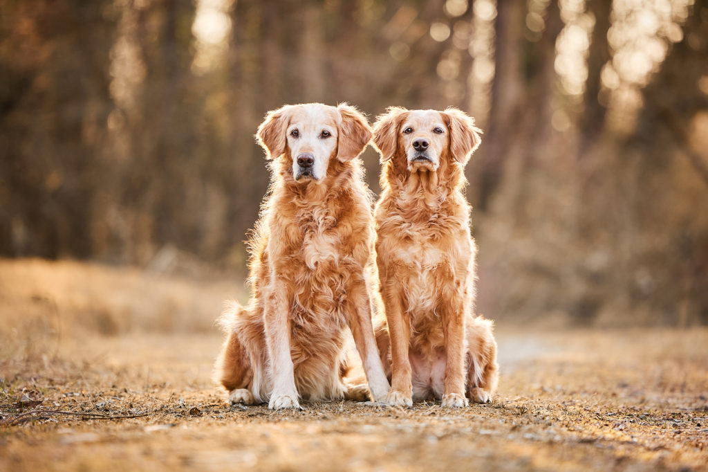 Hunde Fotoshooting im Winter mit den zwei Golden Retriever Annie & Koko