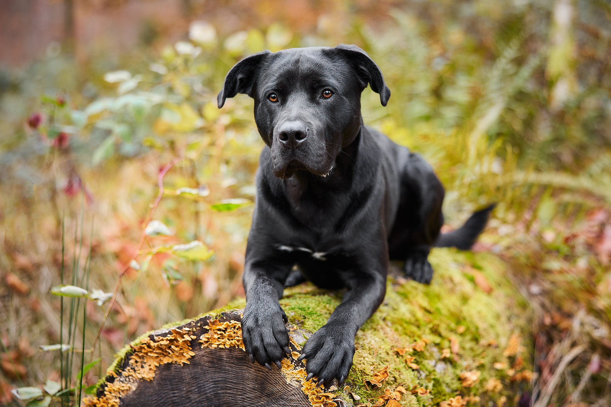 Read more about the article Wie fotografiert man einen schwarzen Hund? 5 Hundefotografie Tipps
