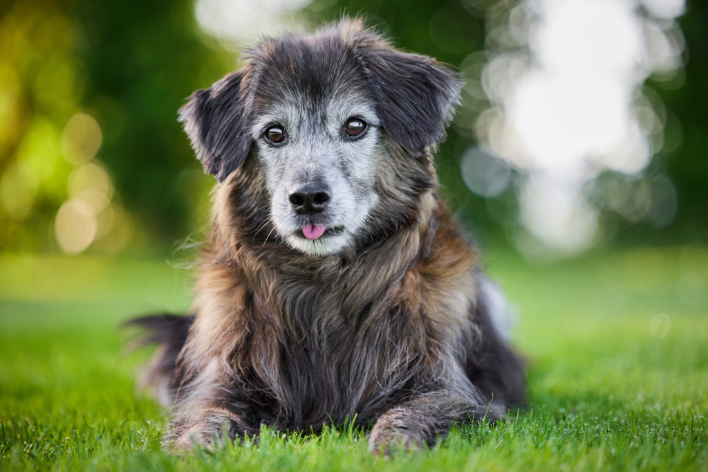 Diagnose Krebs: Hunde Fotoshooting mit dem 14 Jahre alten Mischlingsrüden Mike in Basel