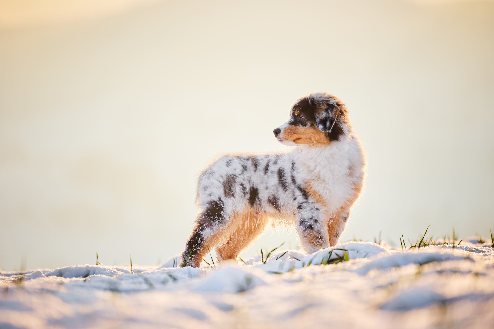 Read more about the article Das perfekte Welpen Fotoshooting – Australian Shepherd Face im Schnee