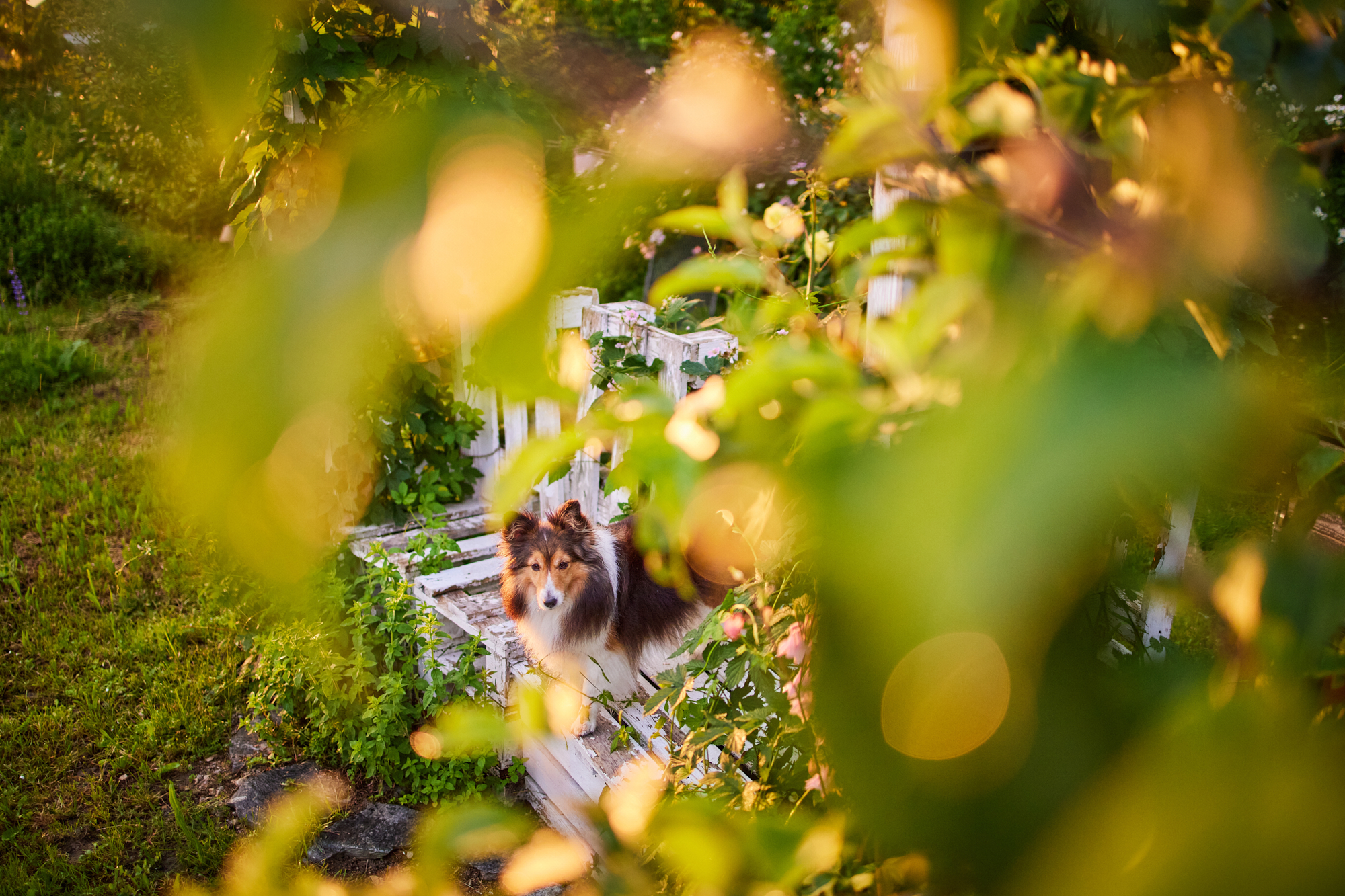 Read more about the article Abendspaziergang mit meiner Hündin, der Canon EOS RP und dem Canon RF 35mm f/1.8 STM