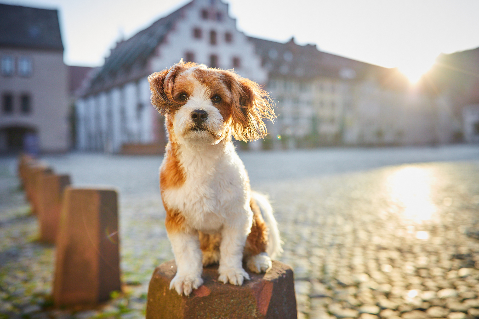 Read more about the article Hunde Fotoshooting mit Toni auf dem Münsterplatz in Freiburg