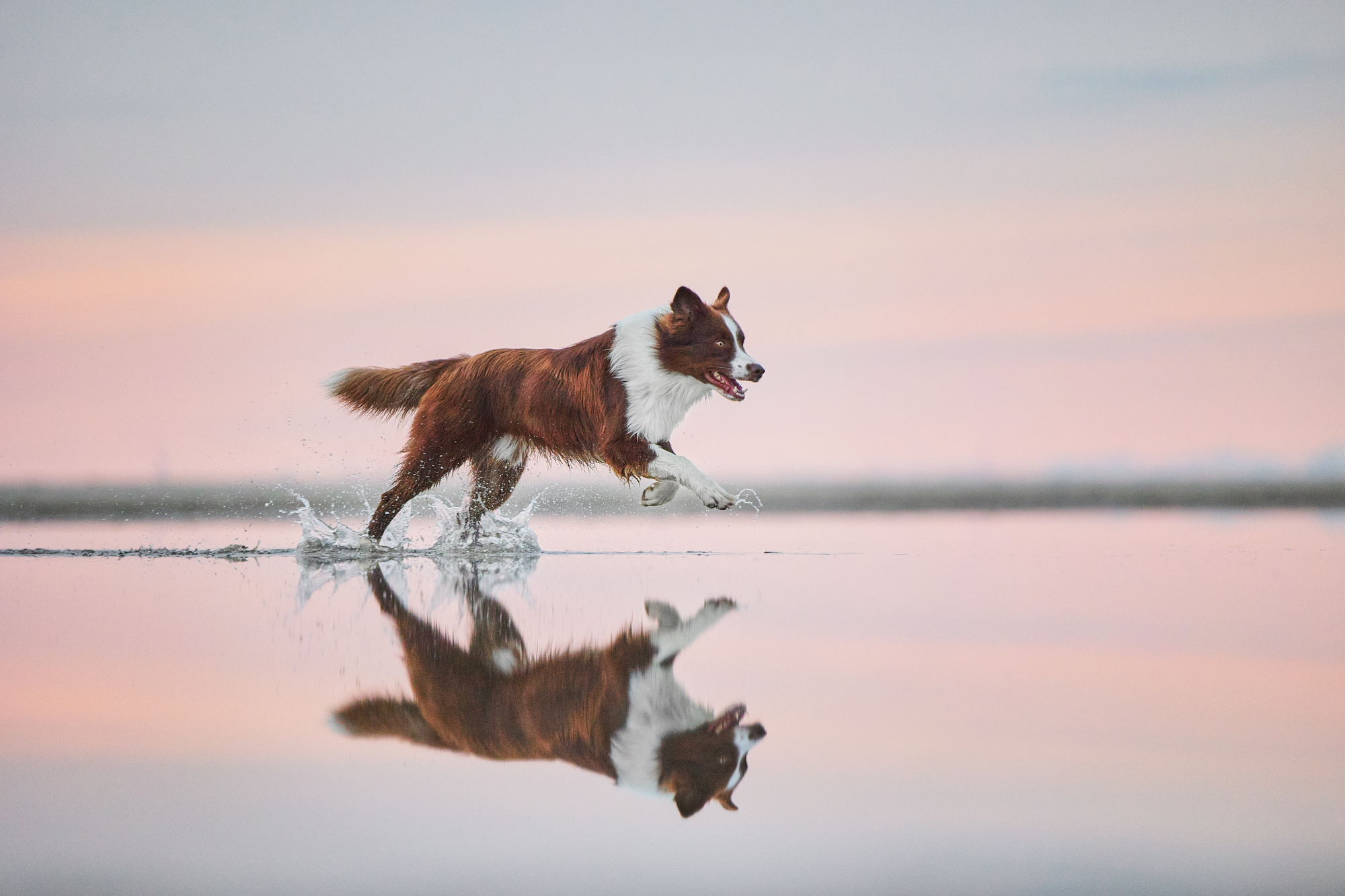 Read more about the article Fotoshooting mit Milo am Strand – Professionelle Hundefotografie in den Niederlanden