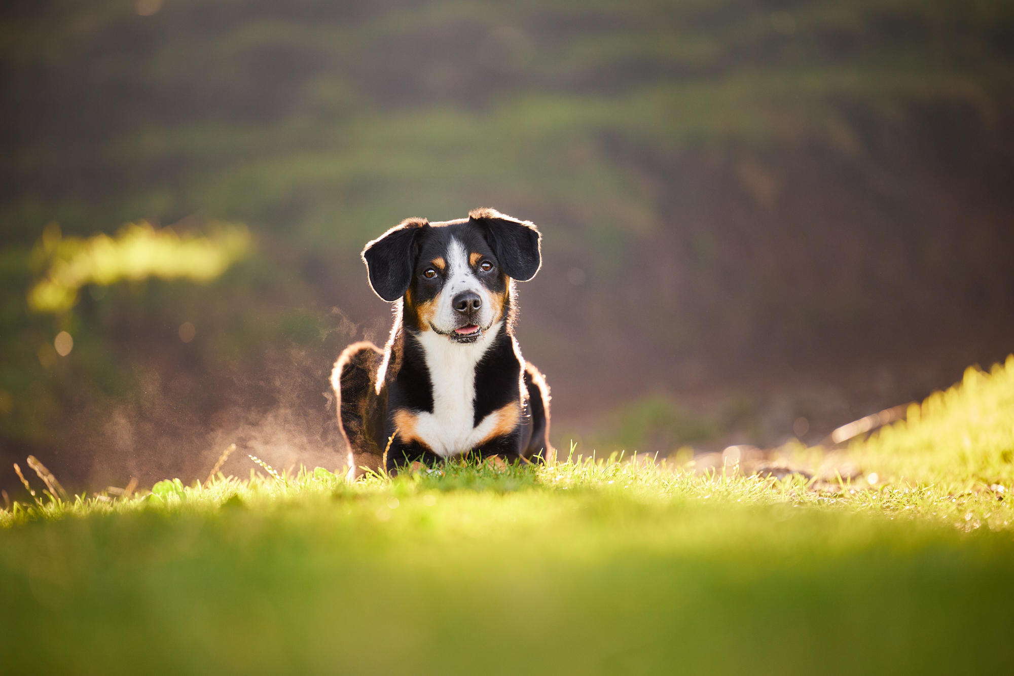 Entlebucher Sennenhund bei einem Fotoshooting in Entlebuch in der Schweiz im Sonnenuntergang, professionelles Hunde-Fotoshooting in der Natur