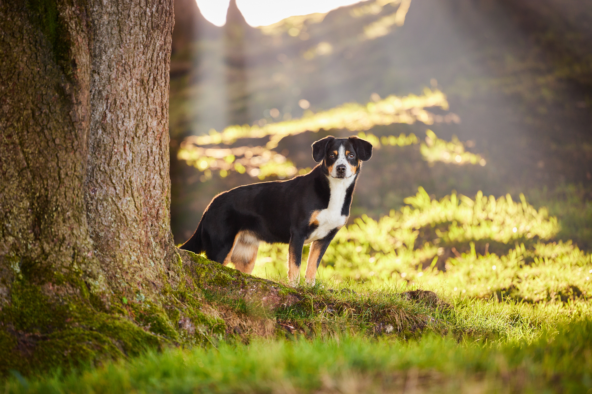 Entlebucher Sennenhund bei einem Fotoshooting in Entlebuch in der Schweiz im Sonnenuntergang, professionelles Hunde-Fotoshooting in der Natur