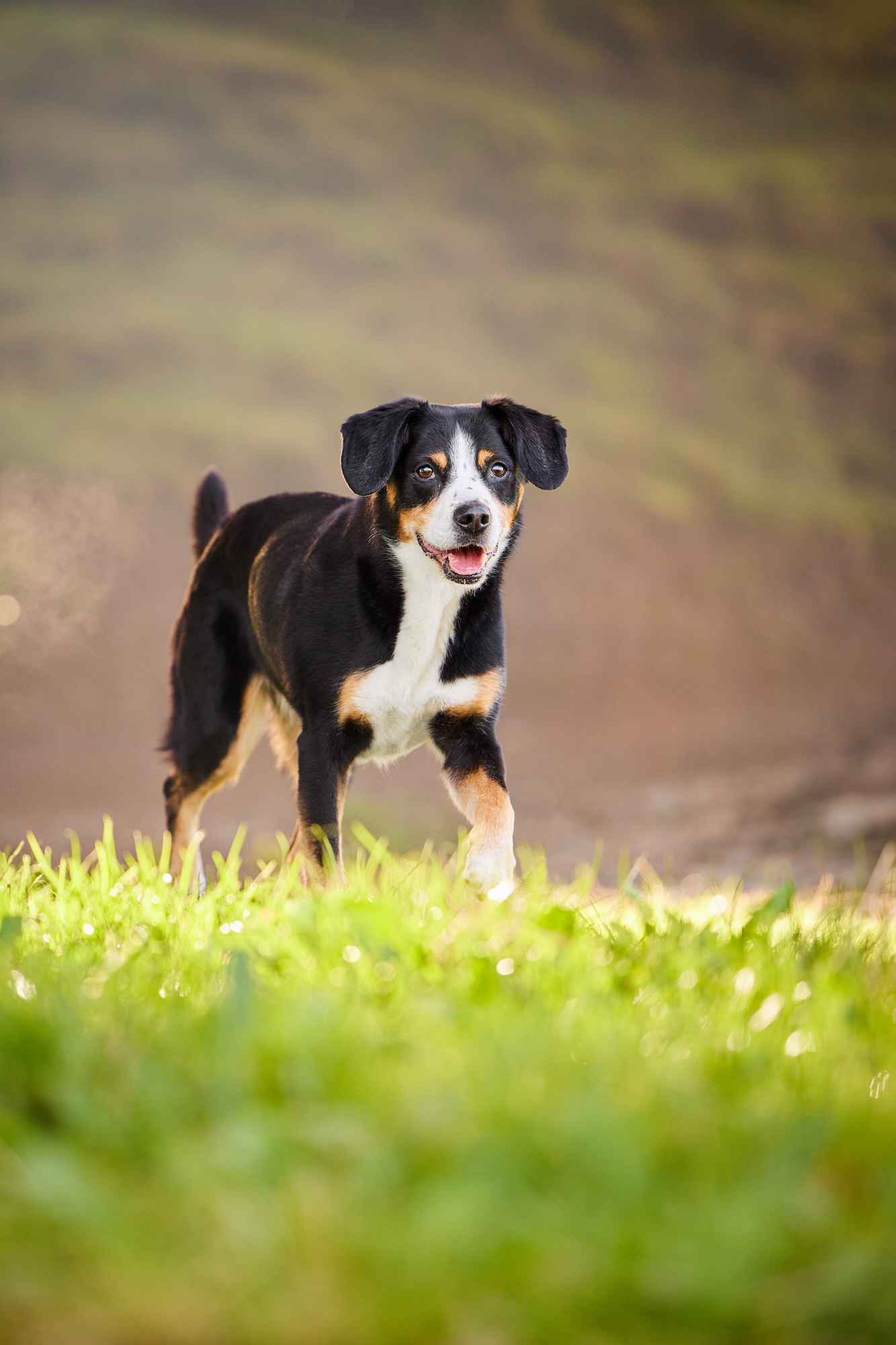Entlebucher Sennenhund bei einem Fotoshooting in Entlebuch in der Schweiz im Sonnenuntergang, professionelles Hunde-Fotoshooting in der Natur