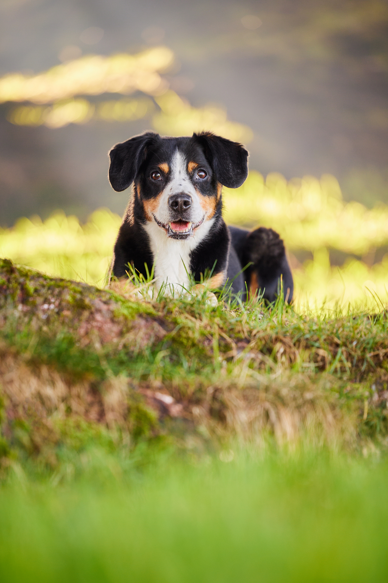 Entlebucher Sennenhund bei einem Fotoshooting in Entlebuch in der Schweiz im Sonnenuntergang, professionelles Hunde-Fotoshooting in der Natur