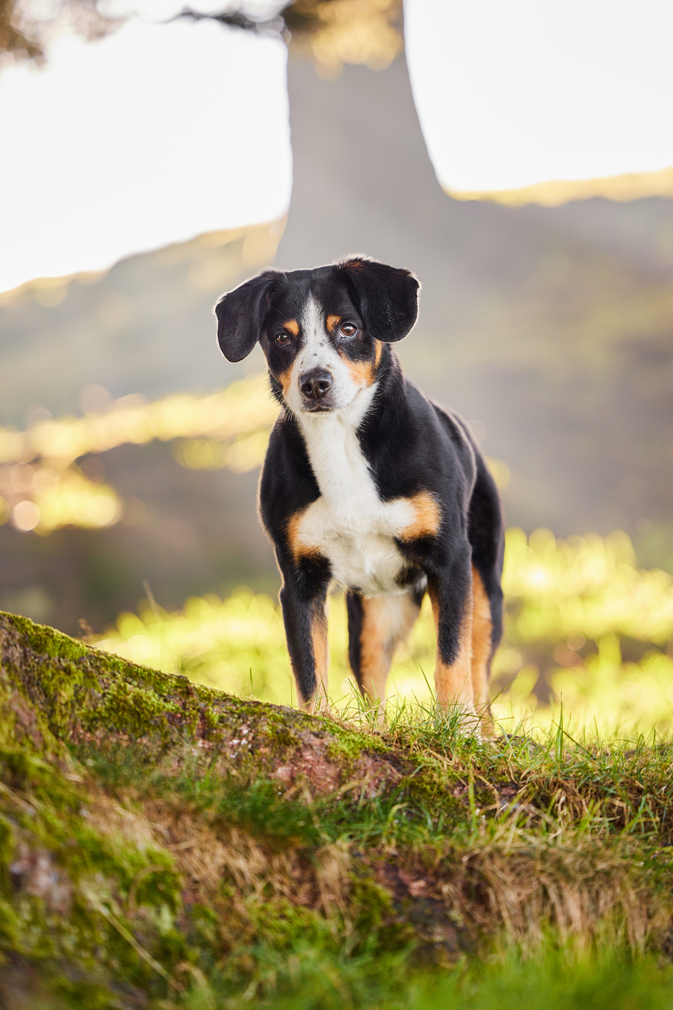 Entlebucher Sennenhund bei einem Fotoshooting in Entlebuch in der Schweiz im Sonnenuntergang, professionelles Hunde-Fotoshooting in der Natur