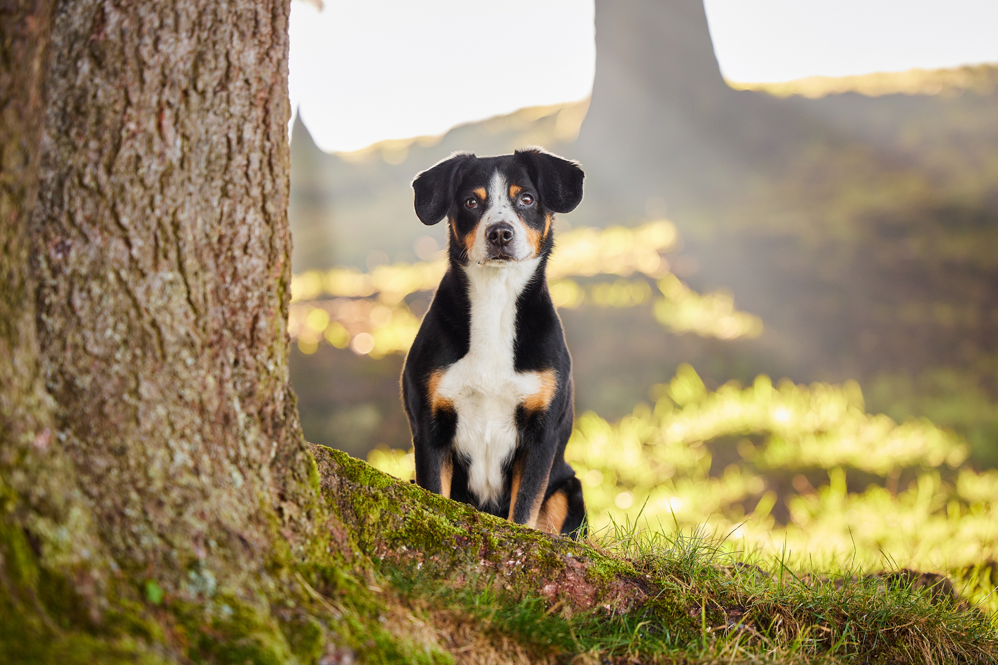 Entlebucher Sennenhund bei einem Fotoshooting in Entlebuch in der Schweiz im Sonnenuntergang, professionelles Hunde-Fotoshooting in der Natur