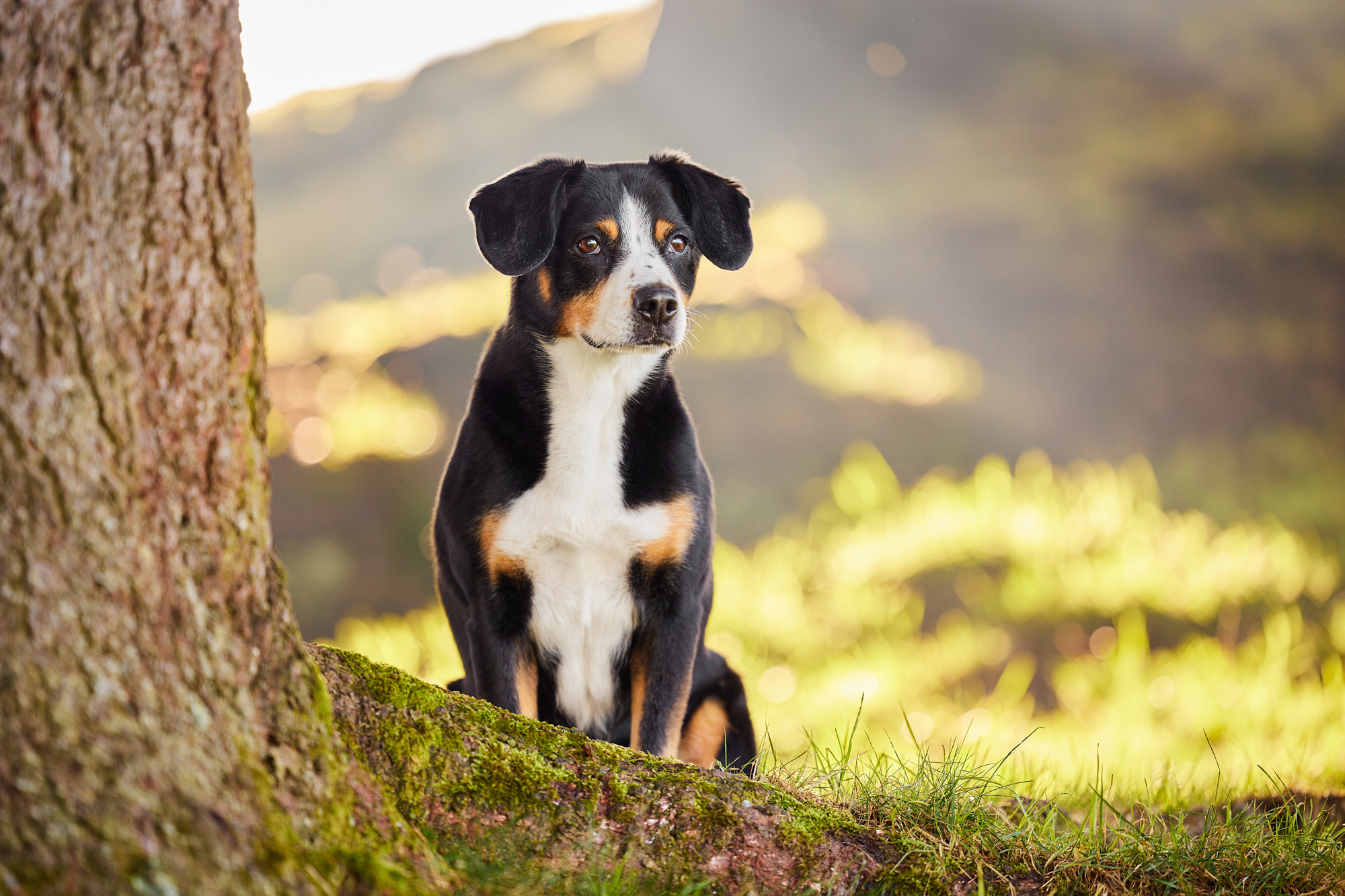 Entlebucher Sennenhund bei einem Fotoshooting in Entlebuch in der Schweiz im Sonnenuntergang, professionelles Hunde-Fotoshooting in der Natur