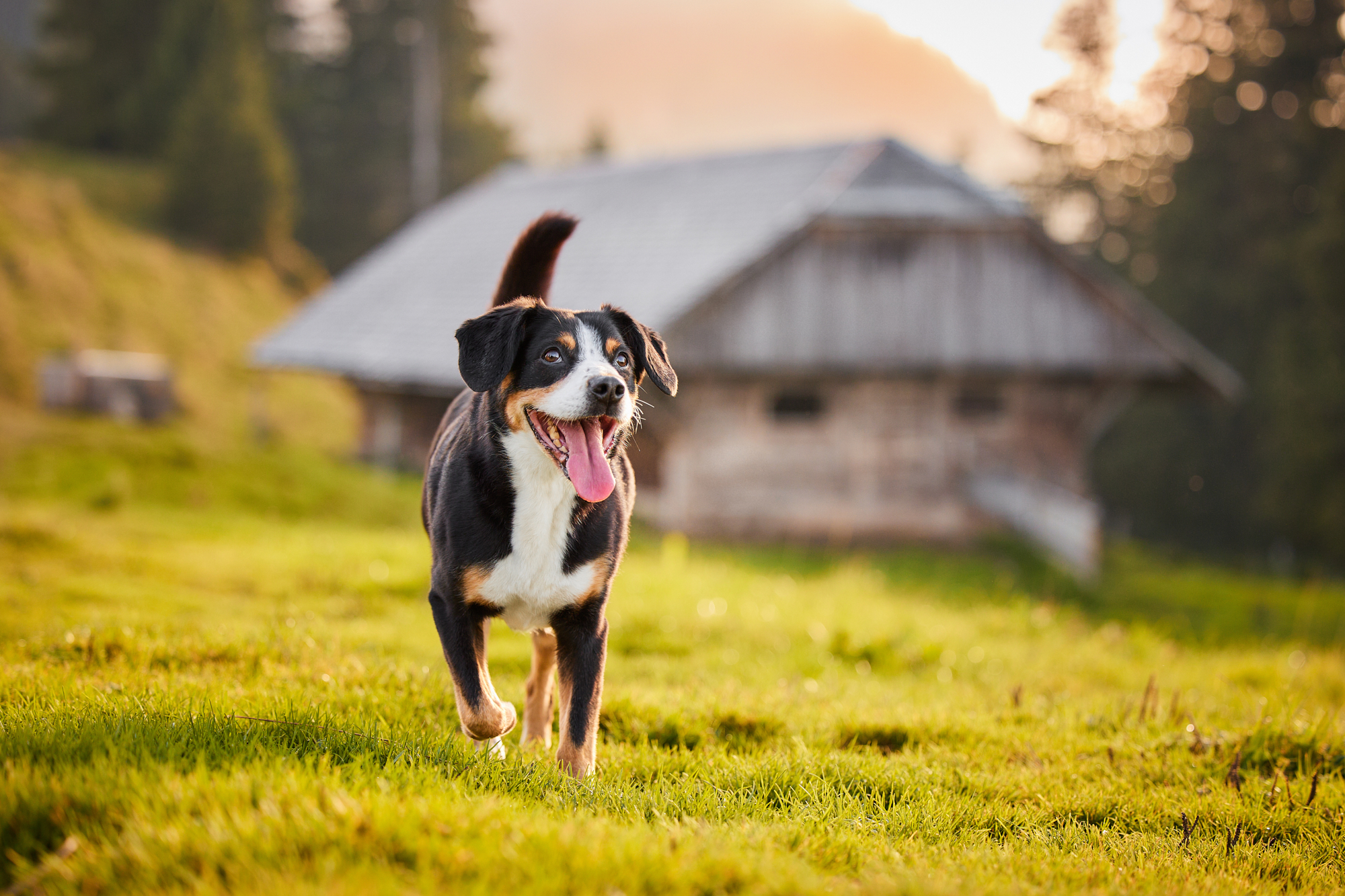 Entlebucher Sennenhund bei einem Fotoshooting in Entlebuch in der Schweiz im Sonnenuntergang, professionelles Hunde-Fotoshooting in der Natur
