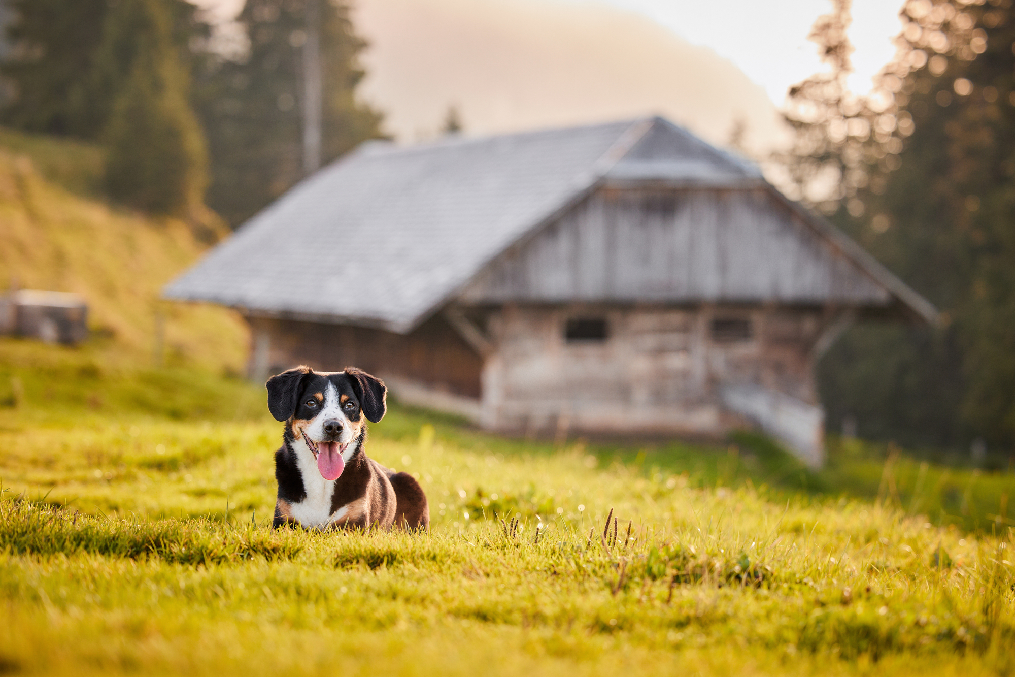Entlebucher Sennenhund bei einem Fotoshooting in Entlebuch in der Schweiz im Sonnenuntergang, professionelles Hunde-Fotoshooting in der Natur