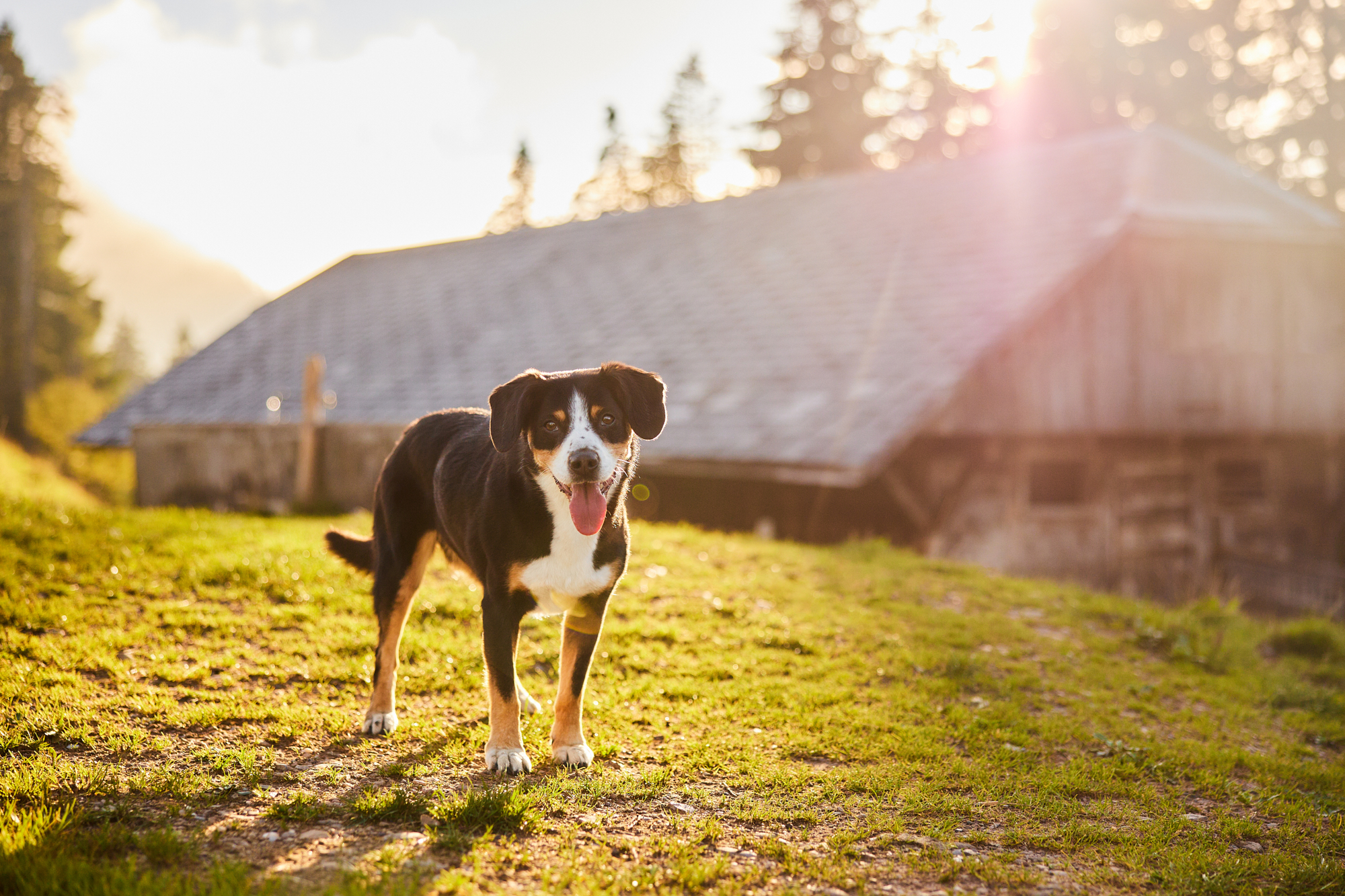 Entlebucher Sennenhund bei einem Fotoshooting in Entlebuch in der Schweiz im Sonnenuntergang, professionelles Hunde-Fotoshooting in der Natur