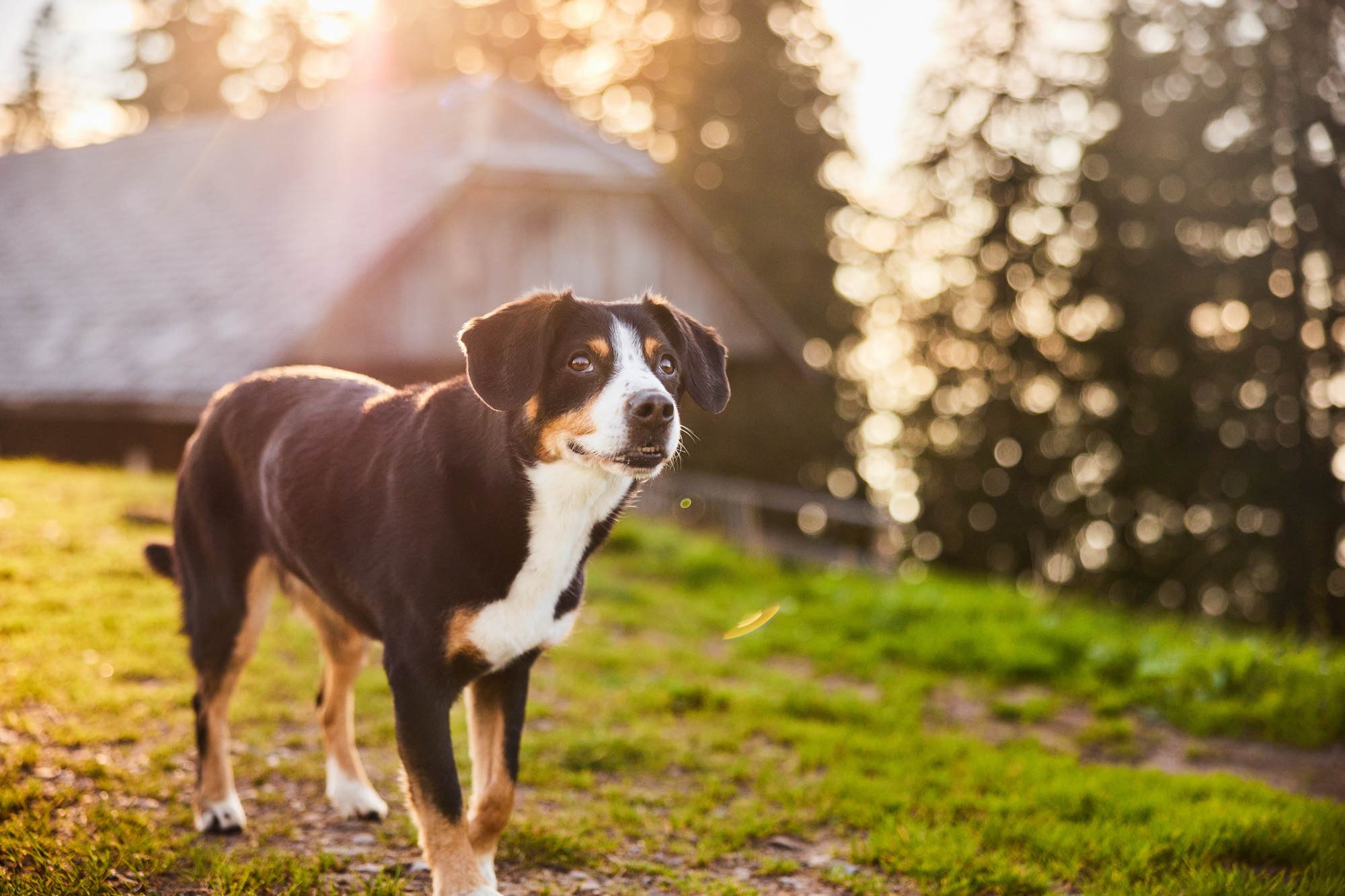 Entlebucher Sennenhund bei einem Fotoshooting in Entlebuch in der Schweiz im Sonnenuntergang, professionelles Hunde-Fotoshooting in der Natur