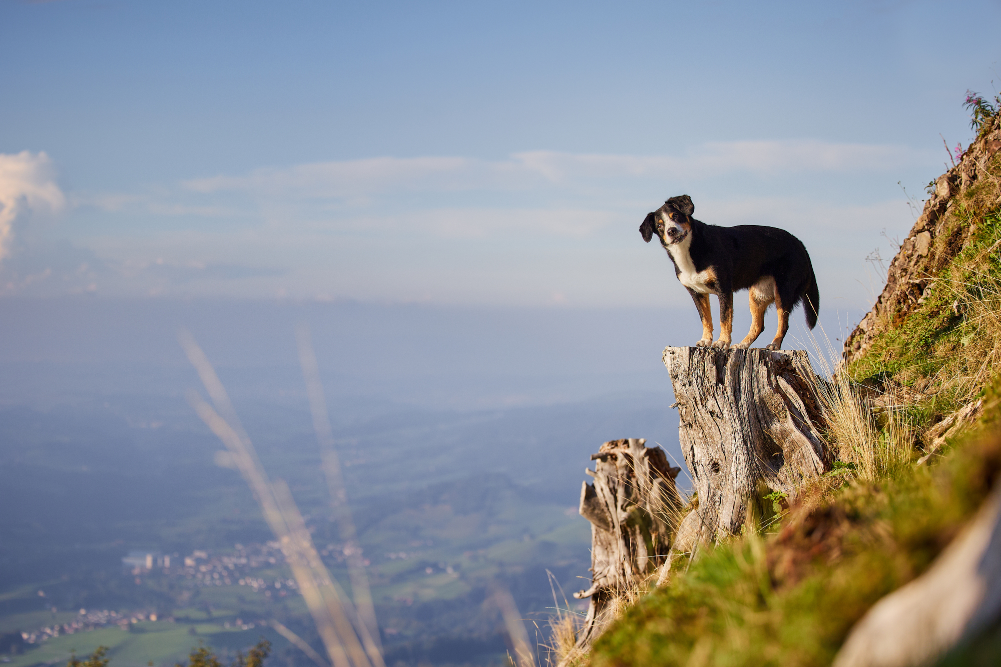 Entlebucher Sennenhund bei einem Fotoshooting in Entlebuch in der Schweiz im Sonnenuntergang, professionelles Hunde-Fotoshooting in der Natur