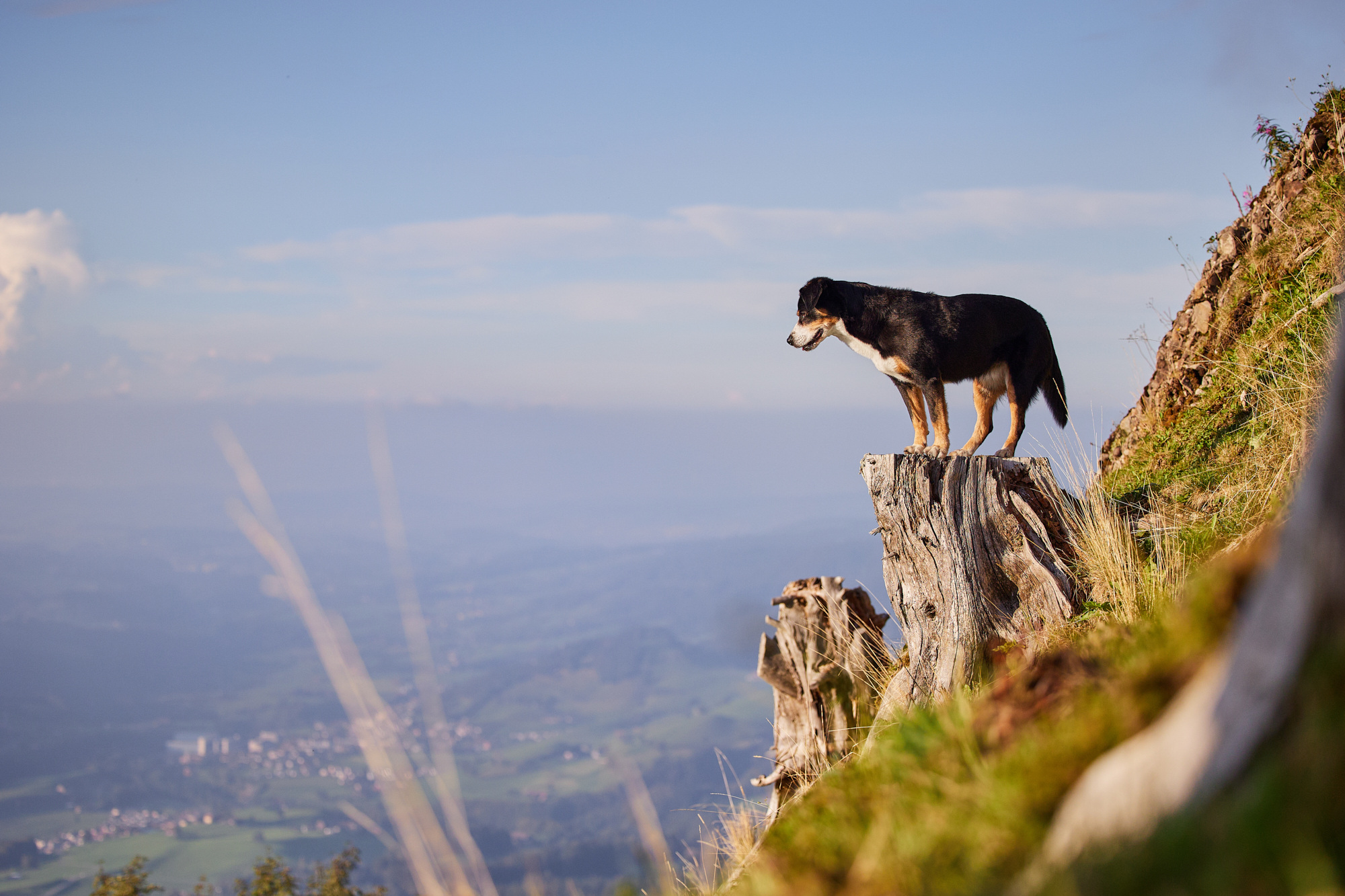 Entlebucher Sennenhund bei einem Fotoshooting in Entlebuch in der Schweiz im Sonnenuntergang, professionelles Hunde-Fotoshooting in der Natur