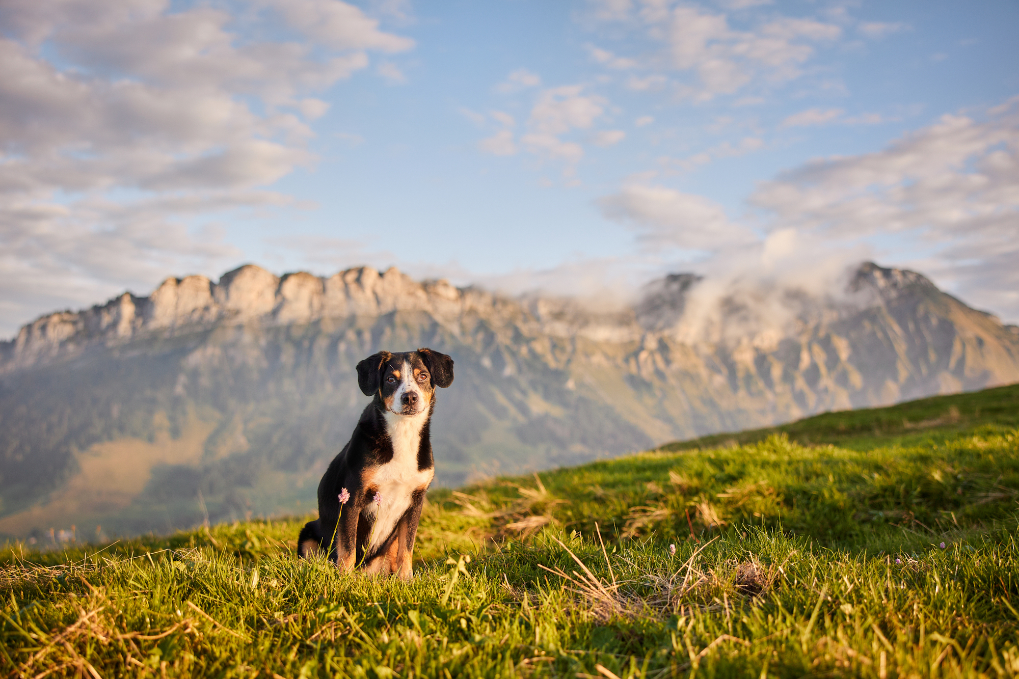 Entlebucher Sennenhund bei einem Fotoshooting in Entlebuch in der Schweiz im Sonnenuntergang, professionelles Hunde-Fotoshooting in der Natur