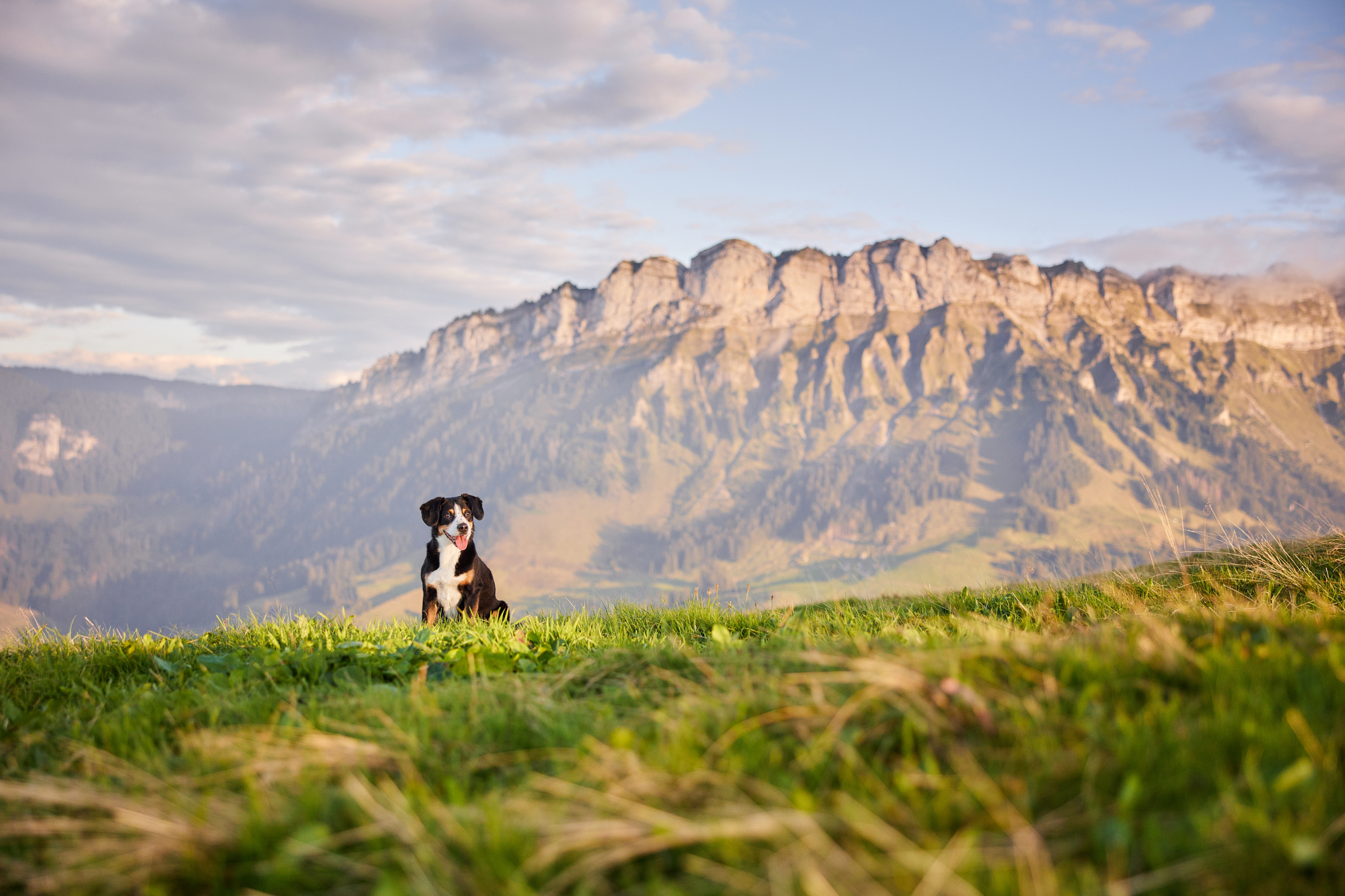 Entlebucher Sennenhund bei einem Fotoshooting in Entlebuch in der Schweiz im Sonnenuntergang, professionelles Hunde-Fotoshooting in der Natur
