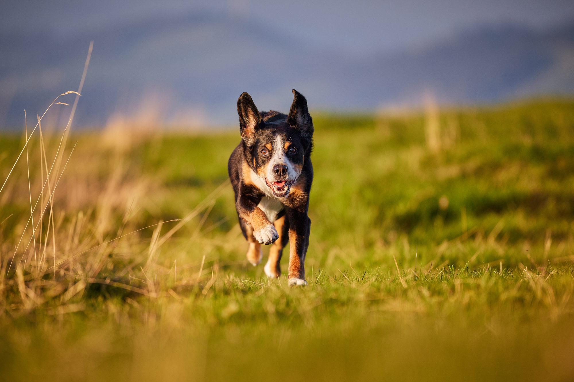 Entlebucher Sennenhund bei einem Fotoshooting in Entlebuch in der Schweiz im Sonnenuntergang, professionelles Hunde-Fotoshooting in der Natur