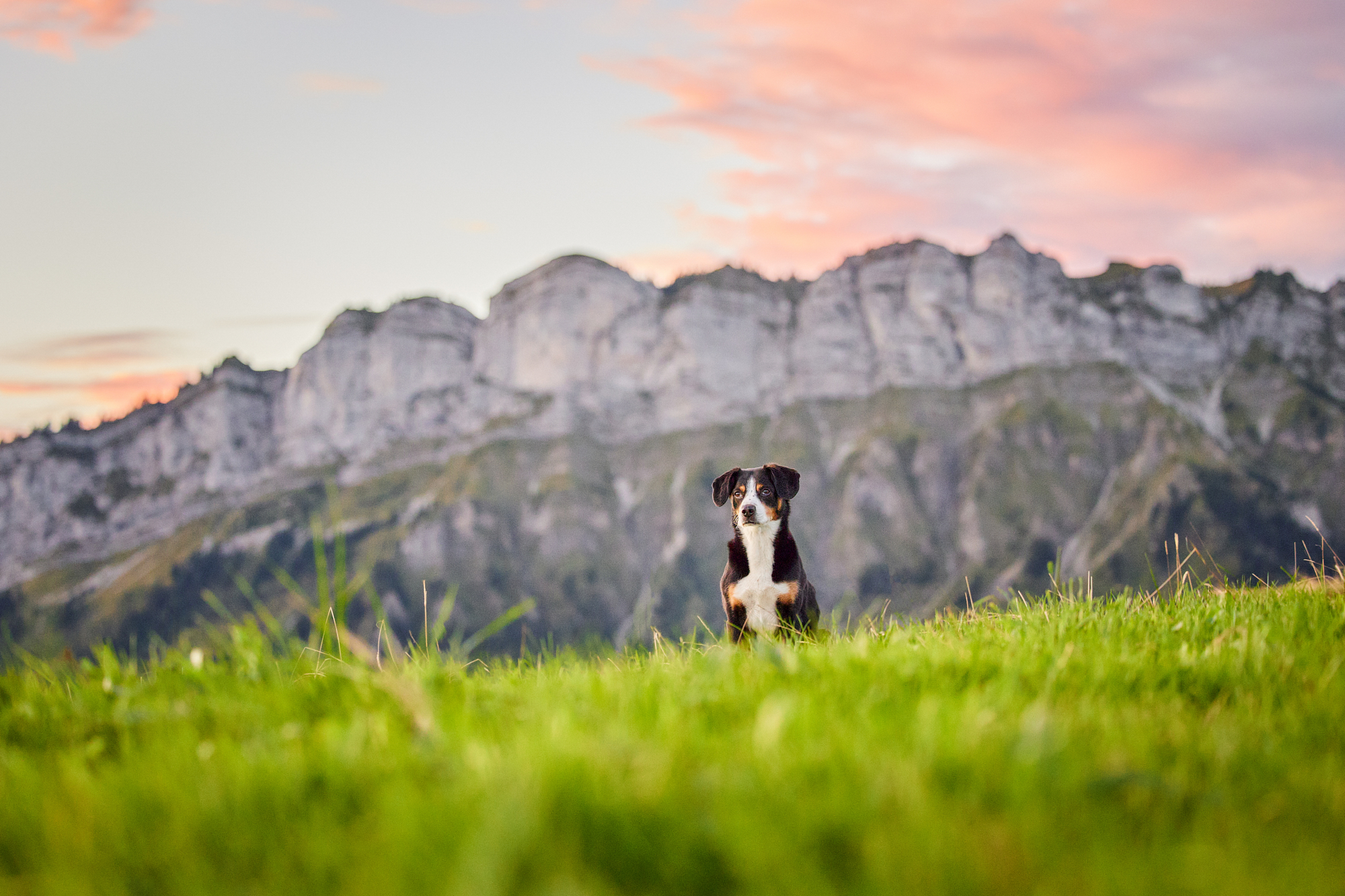 Read more about the article Hunde Fotoshooting mit Entlebucher Sennenhund Shira in Entlebuch – Hundefotografie Schweiz