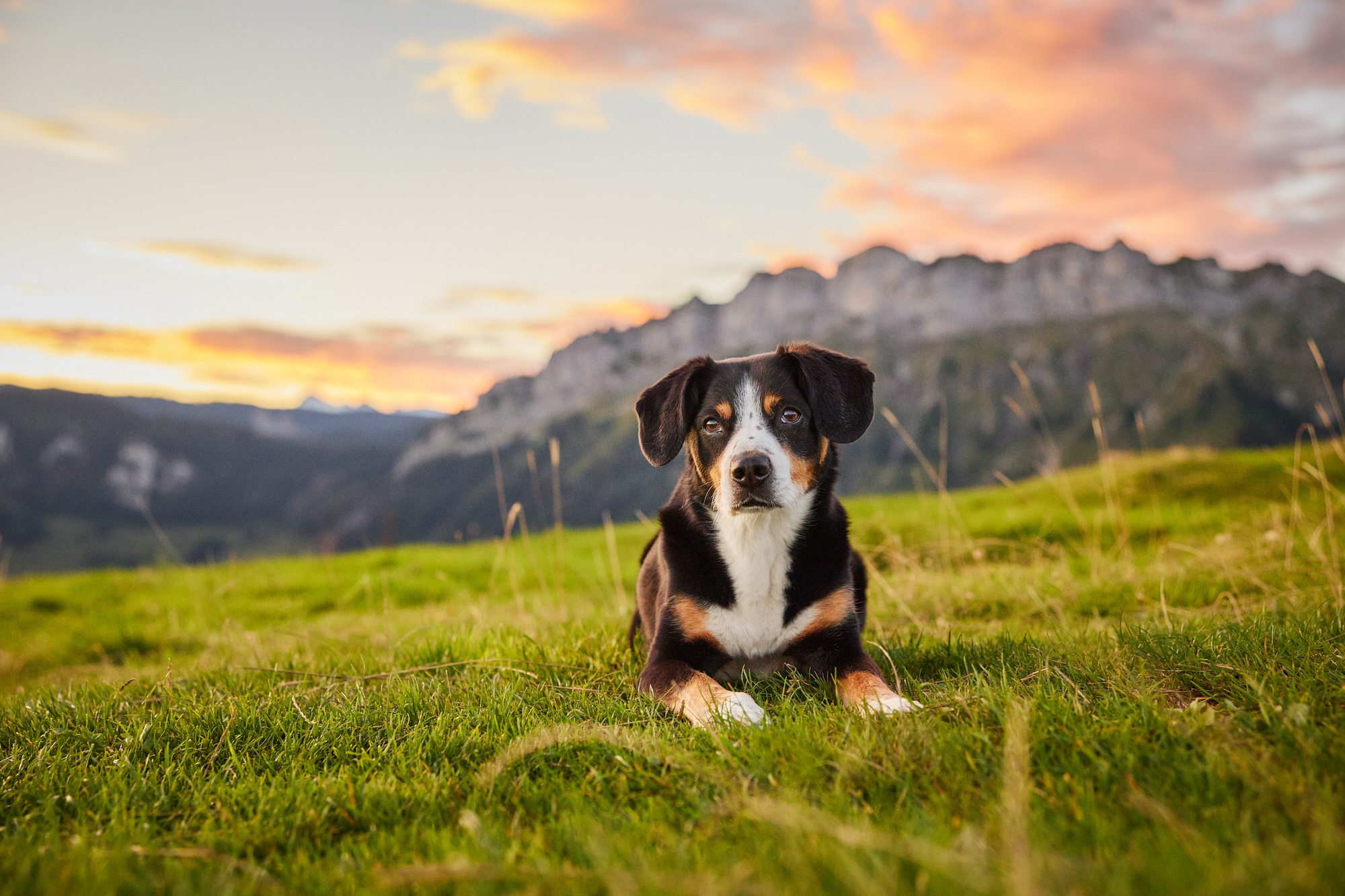 Entlebucher Sennenhund bei einem Fotoshooting in Entlebuch in der Schweiz im Sonnenaufgang, professionelles Hunde-Fotoshooting in der Natur