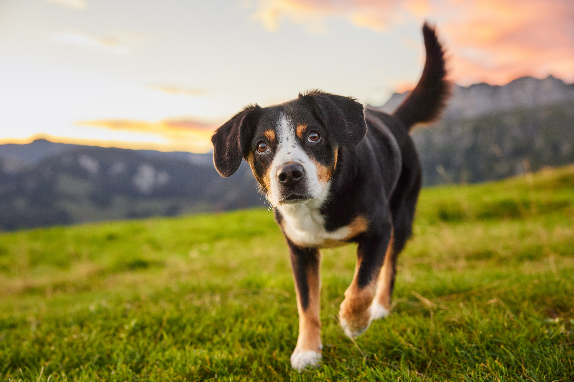 Entlebucher Sennenhund bei einem Fotoshooting in Entlebuch in der Schweiz im Sonnenaufgang, professionelles Hunde-Fotoshooting in der Natur