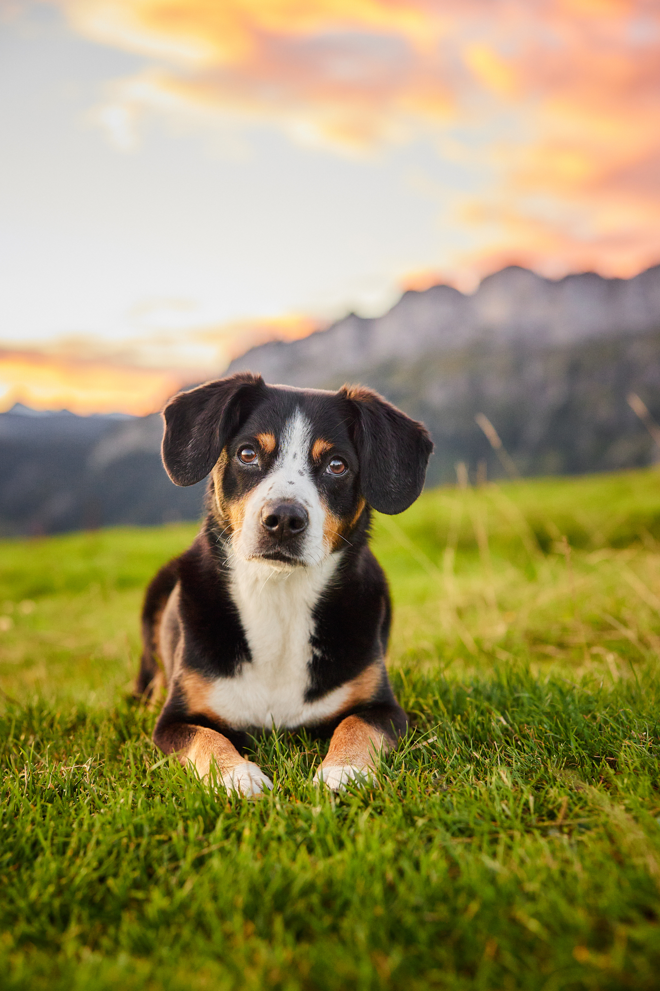 Entlebucher Sennenhund bei einem Fotoshooting in Entlebuch in der Schweiz im Sonnenaufgang, professionelles Hunde-Fotoshooting in der Natur