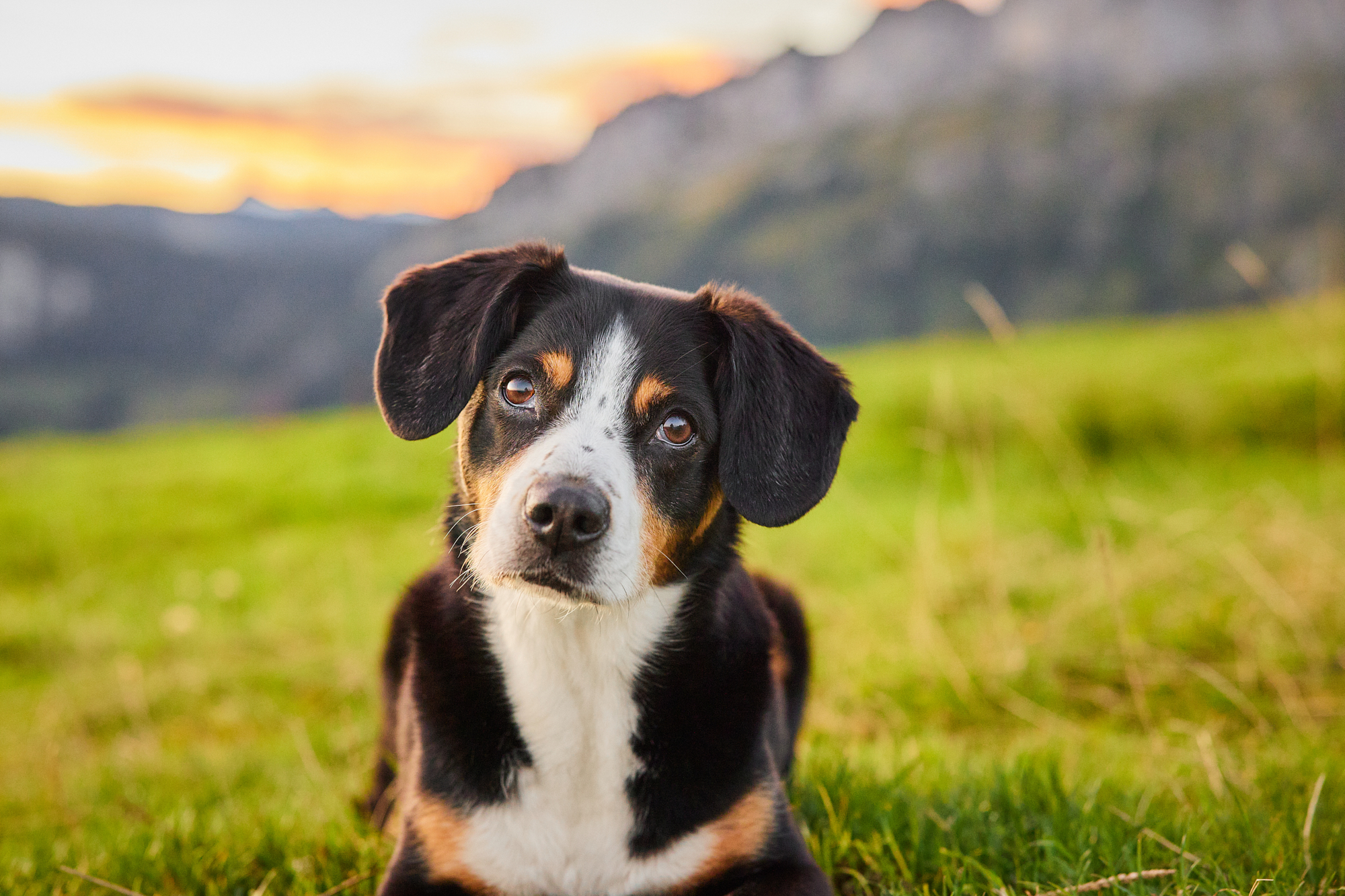 Entlebucher Sennenhund bei einem Fotoshooting in Entlebuch in der Schweiz im Sonnenaufgang, professionelles Hunde-Fotoshooting in der Natur