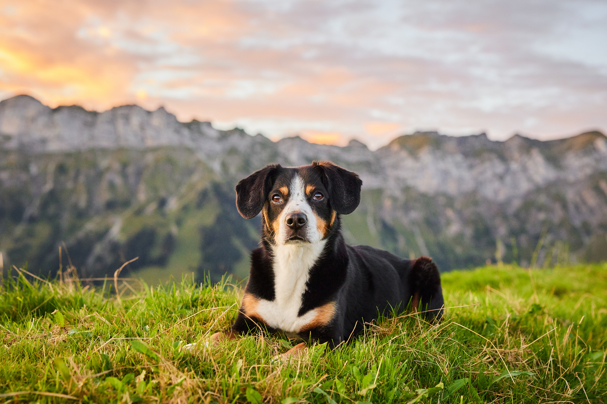 Entlebucher Sennenhund bei einem Fotoshooting in Entlebuch in der Schweiz im Sonnenaufgang, professionelles Hunde-Fotoshooting in der Natur