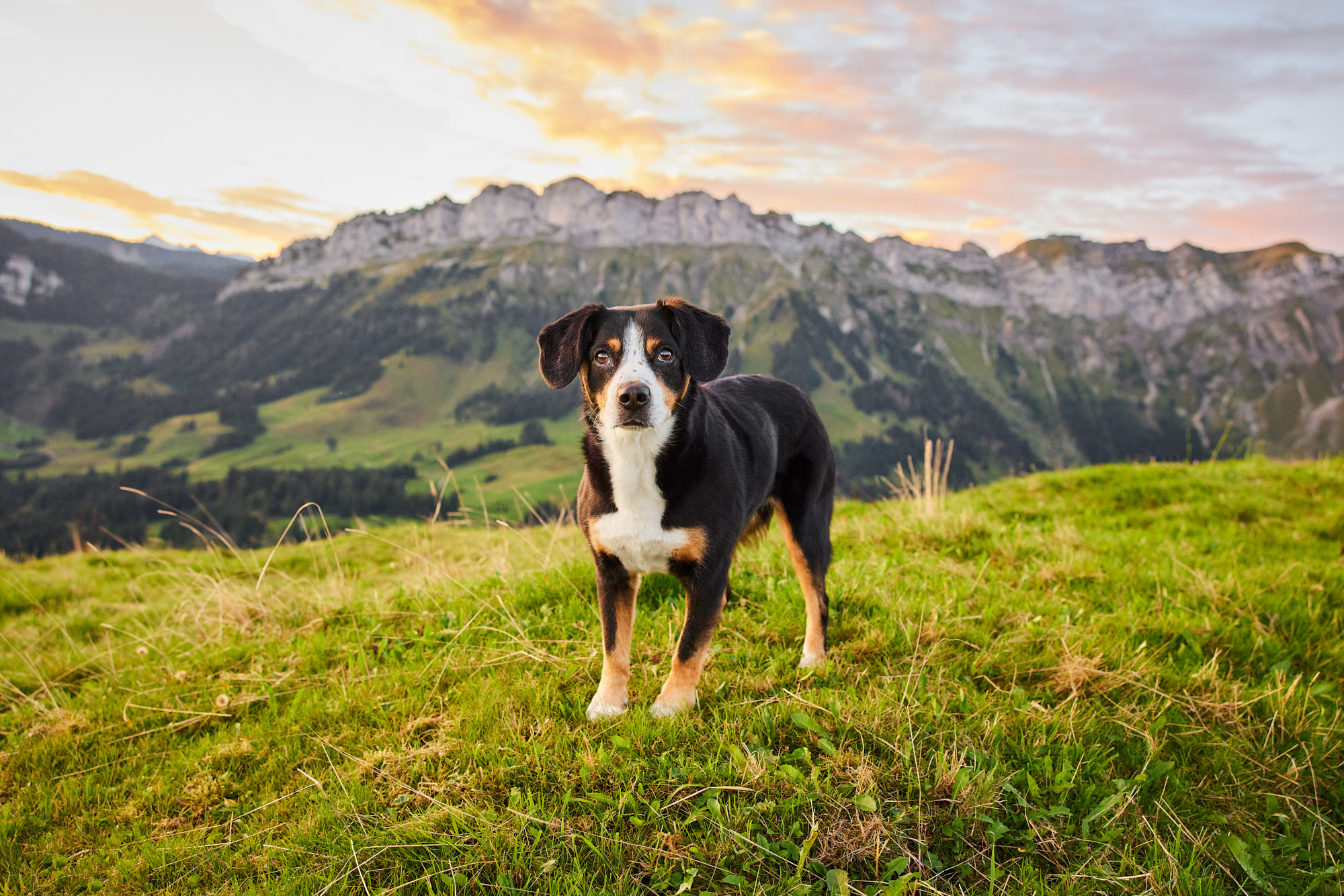 Entlebucher Sennenhund bei einem Fotoshooting in Entlebuch in der Schweiz im Sonnenaufgang, professionelles Hunde-Fotoshooting in der Natur