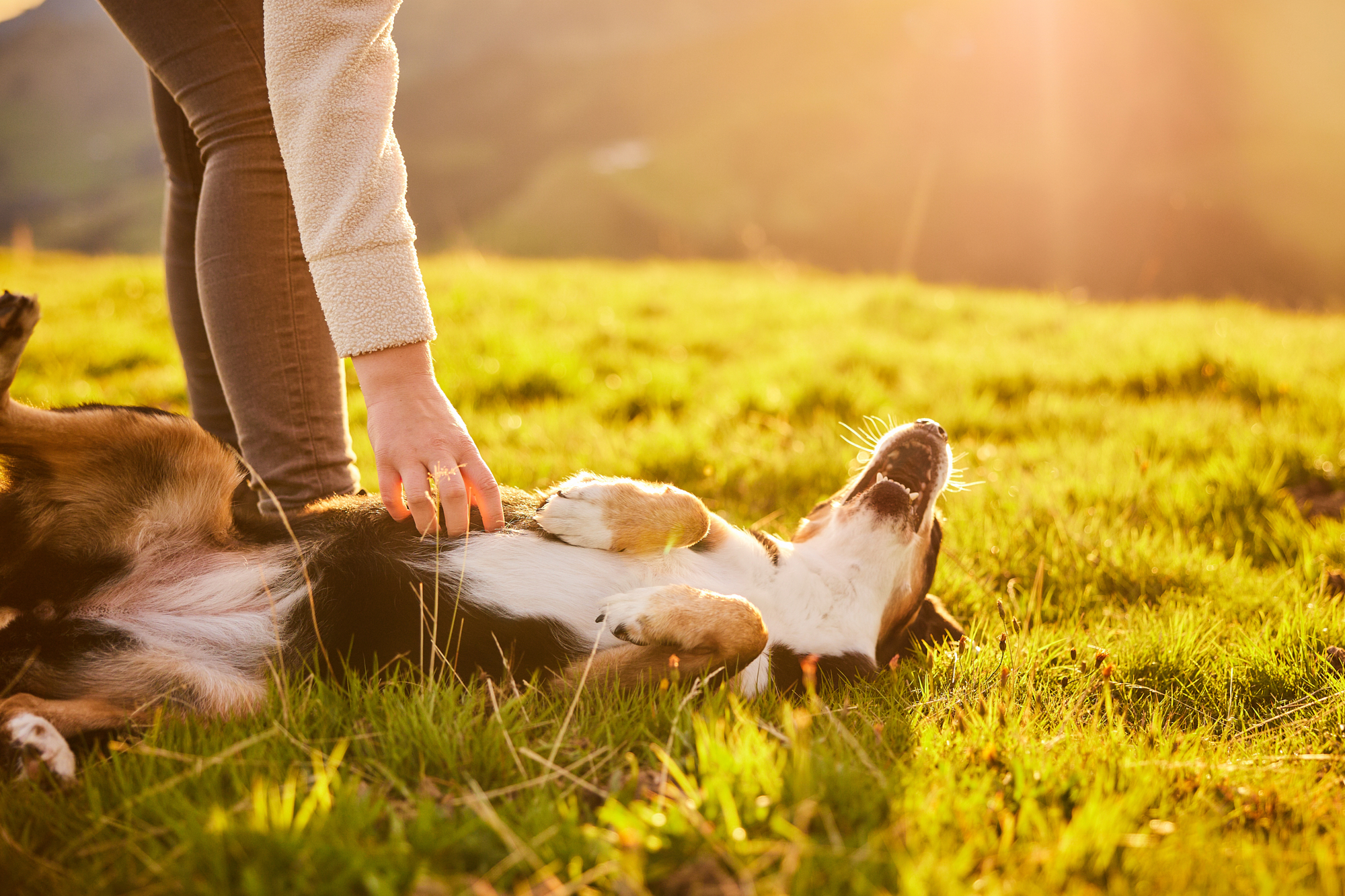 Entlebucher Sennenhund bei einem Fotoshooting in Entlebuch in der Schweiz im Sonnenaufgang, professionelles Hunde-Fotoshooting in der Natur
